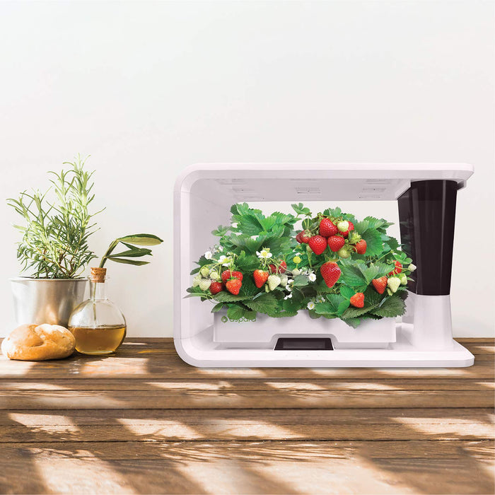 AS1001WH - aspara Nature Smart IoT Hydroponic Grower/Growing System, 16 Grow pods, 10 sensors, All Seasons Indoor Garden/Support Apple iOS and Google Android app